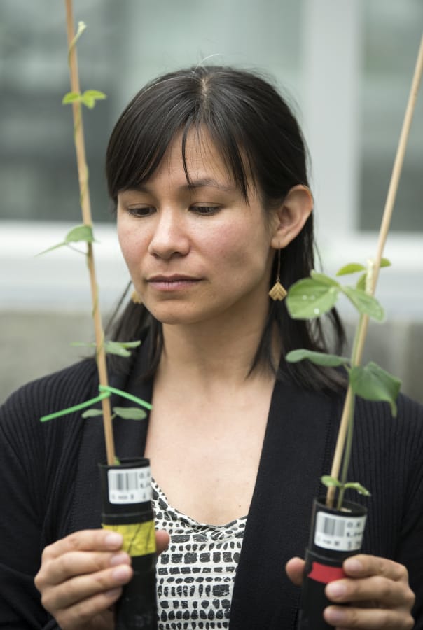 Stephanie Porter, assistant professor at Washington State University Vancouver, holds two soybean plants from her current research projects in the WSU Vancouver greenhouses on Tuesday. Porter’s lab is investigating whether wild soybeans gain more from beneficial bacteria than domesticated soybeans grown for agriculture.