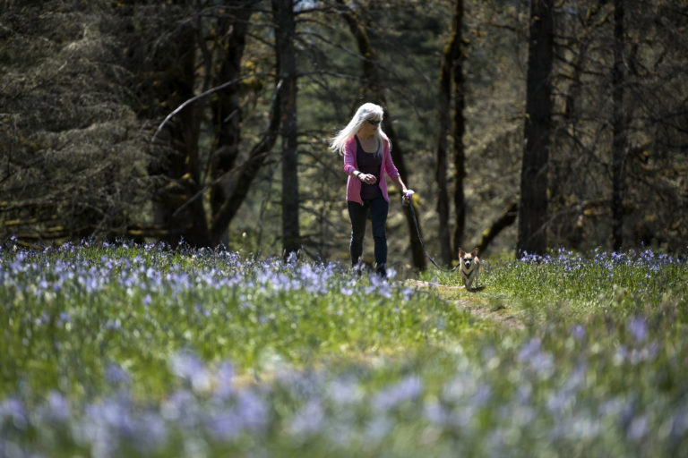 Shari Bunnell of Camas walks her rescue dog Summer through the field of Camas lilies at Lacamas Lake Regional Park on Monday afternoon, April 23, 2018. The the Camas lilies are now in full bloom just off the Round Lake trail loop.
