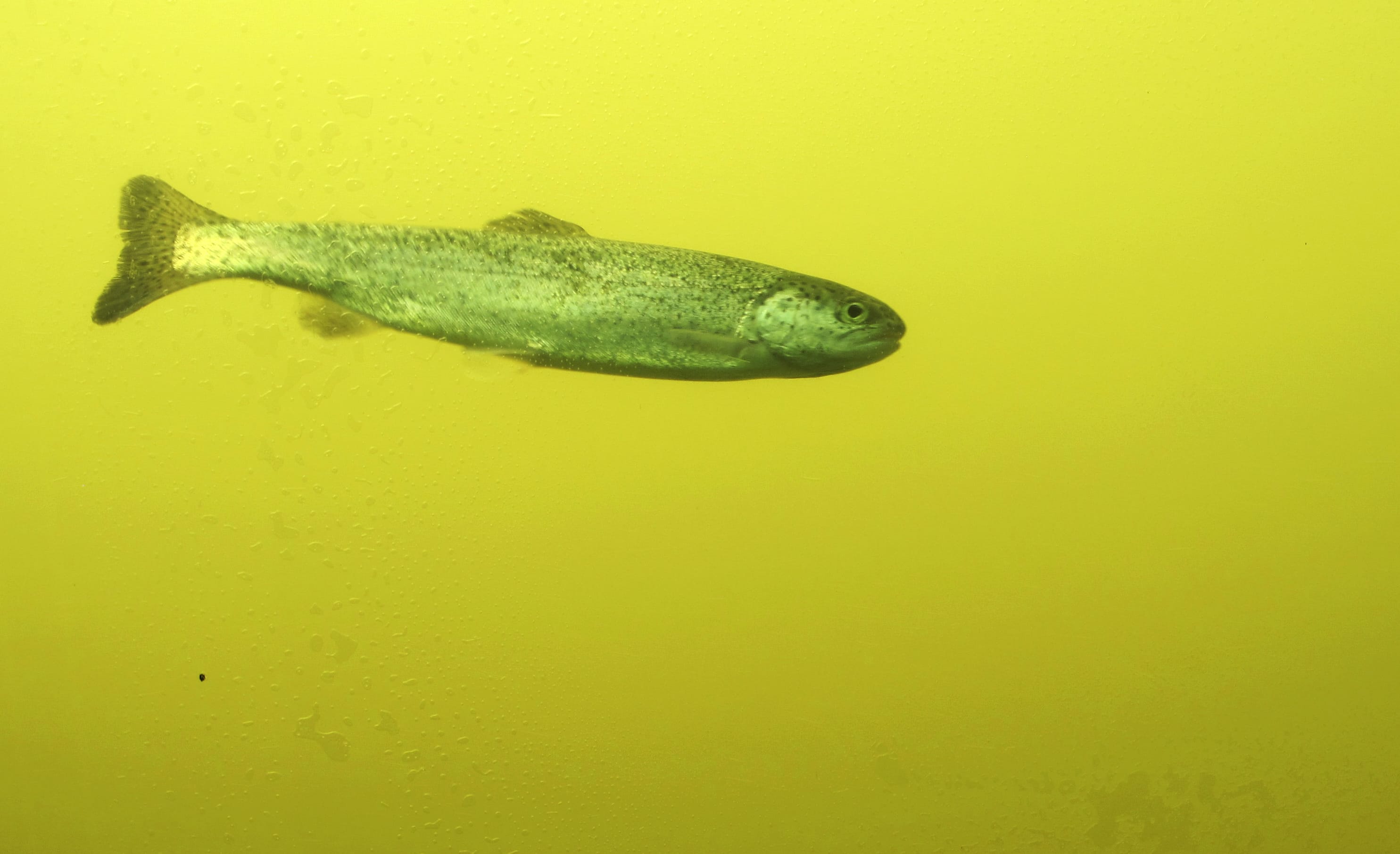 In this April 11, 2018 photo, a fish is seen in a viewing window at the visitors center of the Lower Granite Dam on the Snake River near Almota, Wash. Republican members of Congress from the Pacific Northwest are upset with a federal judge's order to spill water from the dam and three others on the Snake River in an attempt to help speed migrating salmon to the Pacific Ocean, saying the increased spill will result in lost power sales and could harm transportation, barging, flood control and irrigation systems. (AP Photo/Nicholas K.