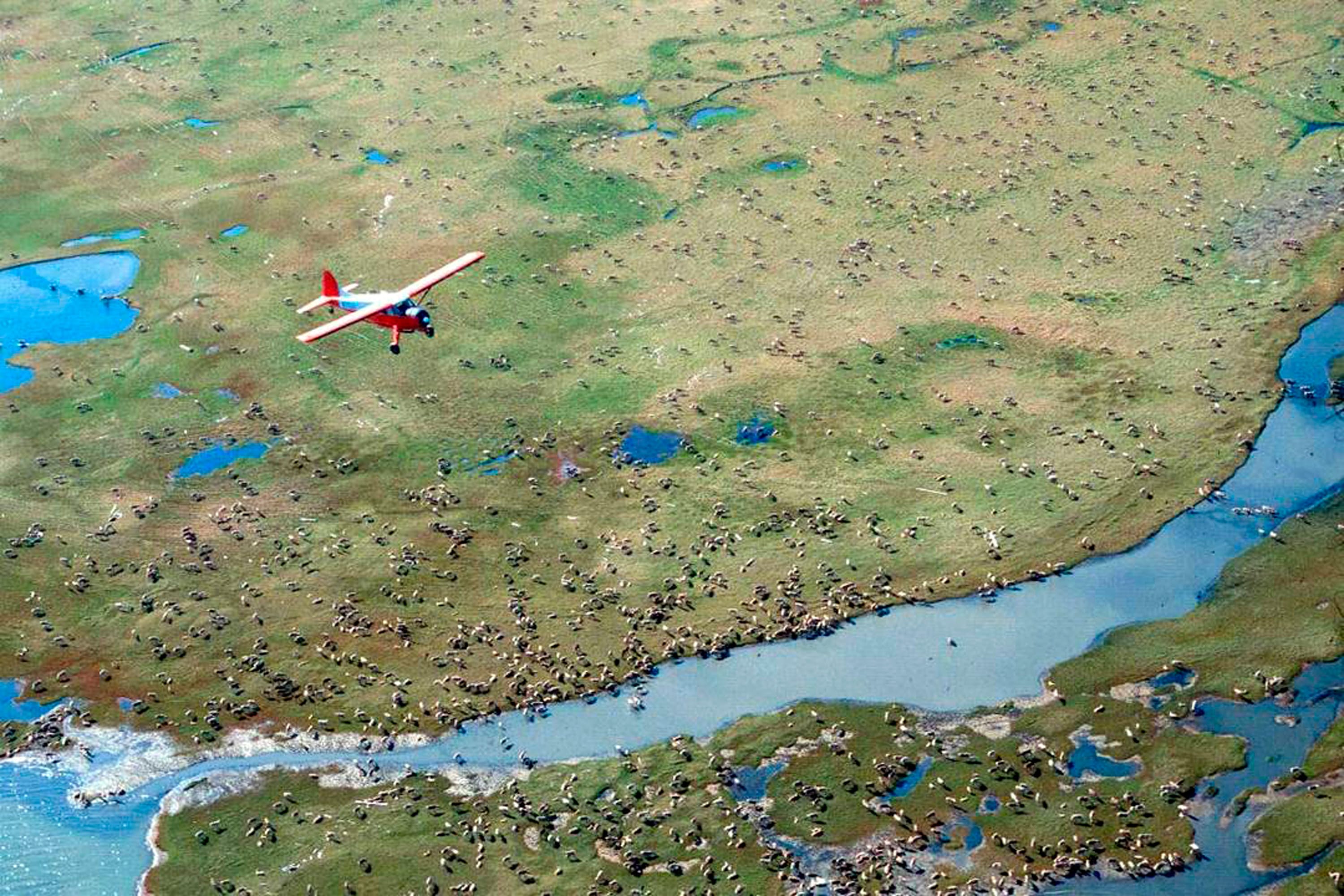 In this undated photo provided by the U.S. Fish and Wildlife Service, an airplane flies over caribou from the Porcupine Caribou Herd on the coastal plain of the Arctic National Wildlife Refuge in northeast Alaska. The Trump administration is moving toward oil and gas drilling in Alaska's Arctic National Wildlife Refuge. A notice being published Friday, April 20, 2018, in the Federal Register starts a 60-day review to sell oil and gas leases in the remote refuge. Oil and gas drilling in the pristine area in northeastern Alaska is a longtime Republican priority that most Democrats fiercely oppose. (U.S.