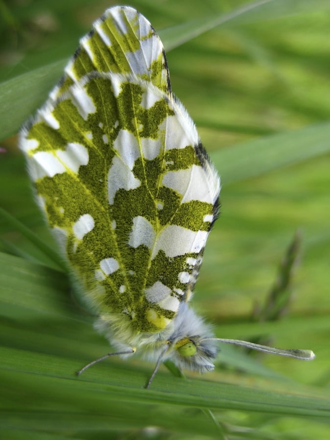 The island marble butterfly. Federal wildlife officials want to protect the rare white and green butterfly found only on Washington’s San Juan Island. The U.S. Fish and Wildlife Service says the island marble butterfly has been declining since it was rediscovered on the island in 1998. The agency is proposing to list the butterfly as endangered and to designate about 813 acres of mostly public land on San Juan Island as critical habitat for them.