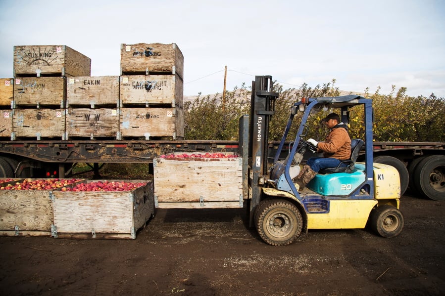 A worker operates a forklift while loading boxes of Red Delicious apples on to a trailer in an orchard in Tieton in 2017.