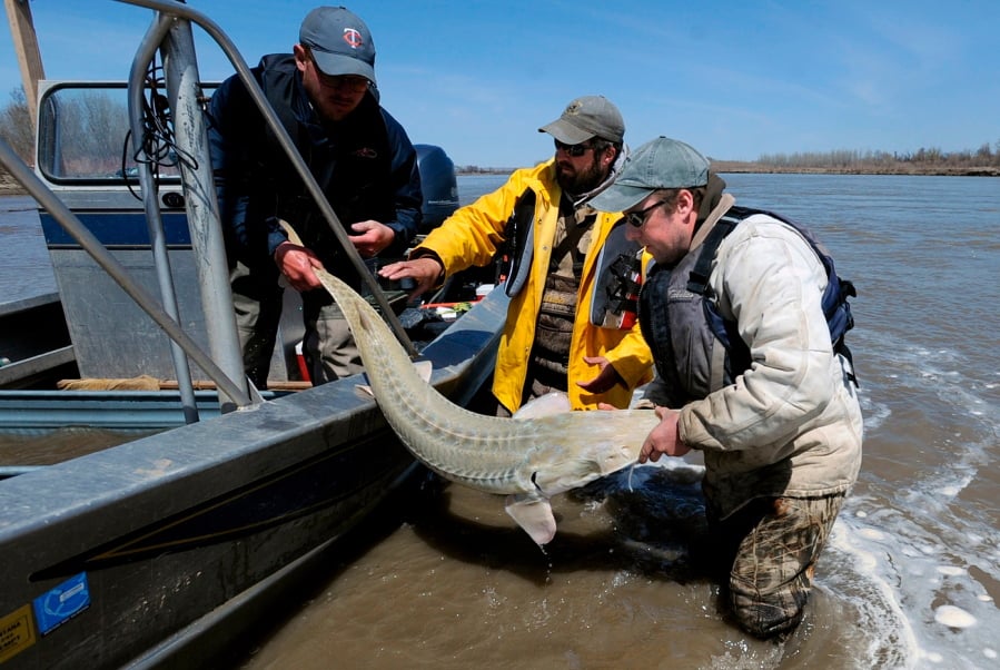 FILE - In this 2014 file photo, from left, Montana Fish, Wildlife and Parks employees Dave Fuller, Chris Wesolek, and Matt Rugg release a pallid sturgeon after taking blood samples from the fish in Montana. The 9th U.S. Circuit Court of Appeals ruled Wednesday, April 4, 2018, to allow construction of a $59 million dam that is in the center of a dispute over an endangered fish species.
