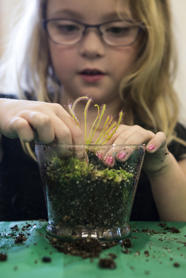 Anna Curry, 7, pushes a Sundew plant into the soil as she makes a terrarium for the carnivorous plant.