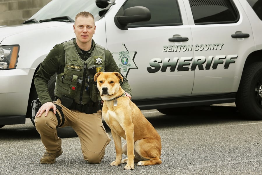 In this April 10, 2018, photo, Deputy Joe Mehline and his new K9 partner Sawyer pose for a photo at the Benton County Sheriff's Office in Kennewick, Wash. They recently graduated from the Department of Corrections Narcotic Detection Dog Training class in Shelton. Sawyer is a rescue dog that did not have any prior training before starting the program.