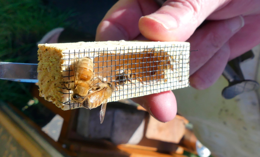This April 16, 2018 photo shows a newly purchased queen bee, shown marked with white paint on her back in a queen cage, near Langley, Wash. Worker bees eventually will eat a piece of candy placed as a cork on the back of the cage so the queen can be released for egg laying. Queens can live more than five years but their vitality declines with age.