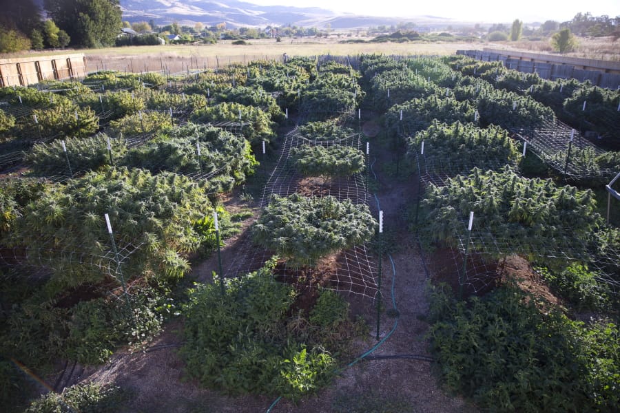 In this Oct. 13, 2015, photo, the plants at Michael Monarch’s marijuana grow, about 100 plants in all, flourish under breathtaking vistas of the Cascade and Siskiyou mountains near Ashland, Ore.