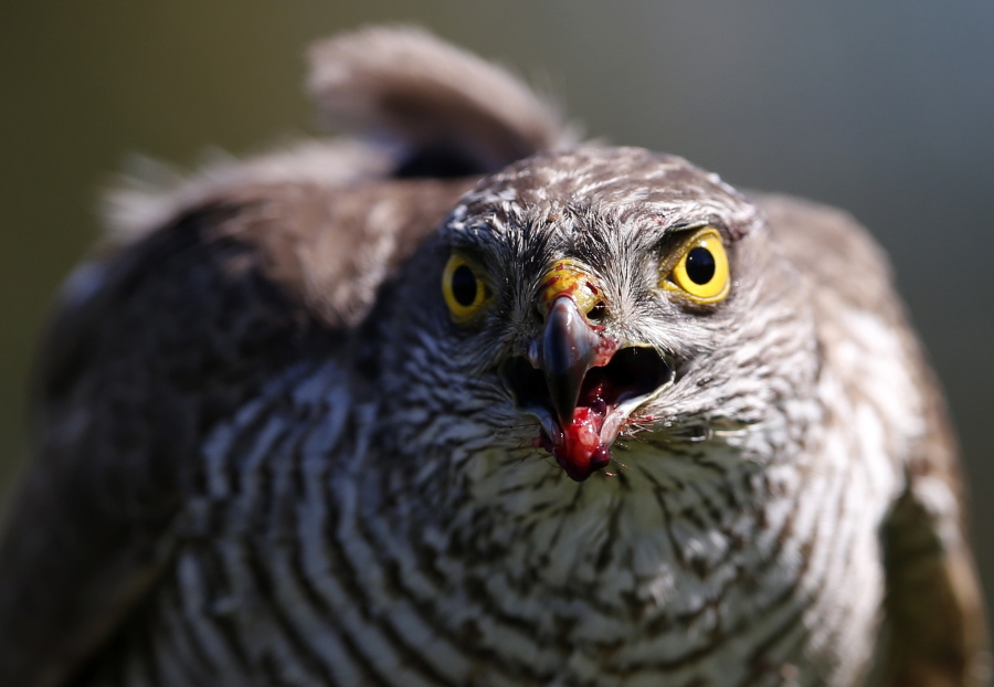FILE- In this April 23, 2015, file photo a sparrow hawk looks up after catching a pigeon on a falcon farm, near the northern Serbian town of Coka. A study published Monday, April 16, 2018, in the Proceedings of the National Academy of Sciences gives the first global look at a worsening timing problem. For example in the Netherlands, the Eurasian sparrow hawk has been late for dinner because its prey, the blue tit, over 16 years has arrived almost six days earlier than the hawk.