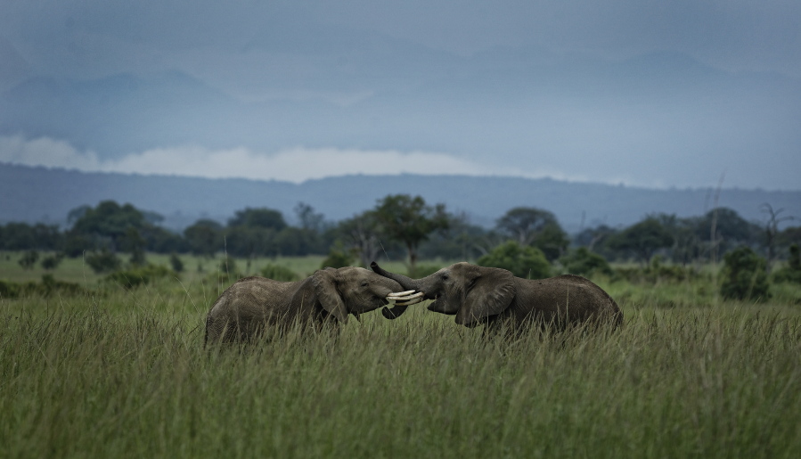 In this photo taken Tuesday, March 20, 2018, two young elephants play in Mikumi National Park, Tanzania. The battle to save Africa’s elephants appears to be gaining momentum in Mikumi, where killings are declining and some populations are starting to grow again.