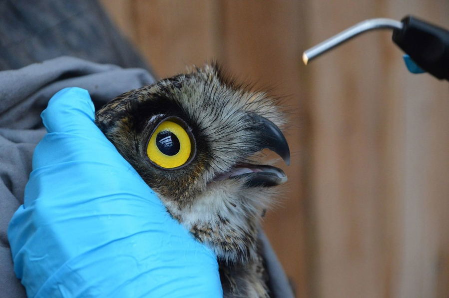 The owl gets an eye exam before being released to the wild.