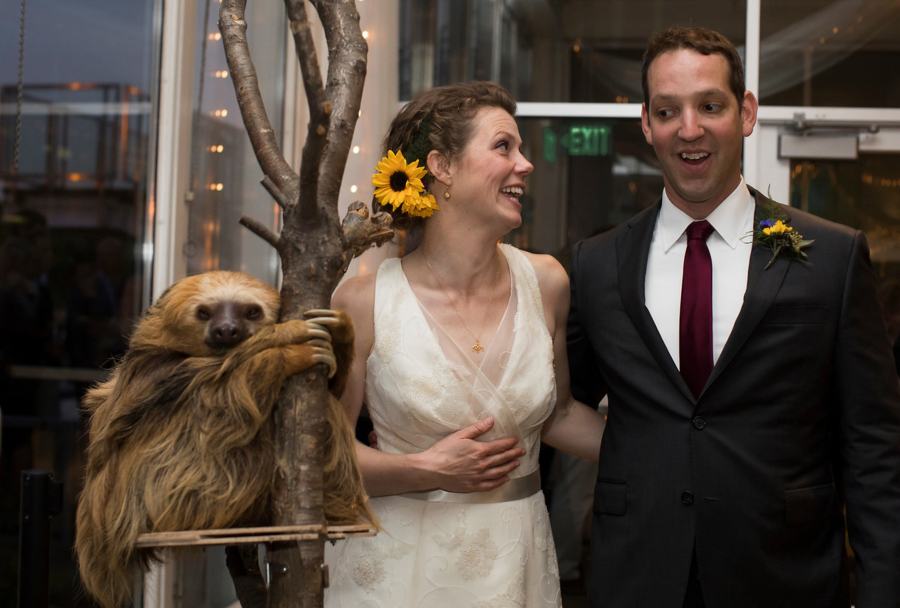Kristina Geiger and Daniel Sperling at their wedding reception at Como Zoo with Stefano, a two-toed sloth, who was a big hit with guests.