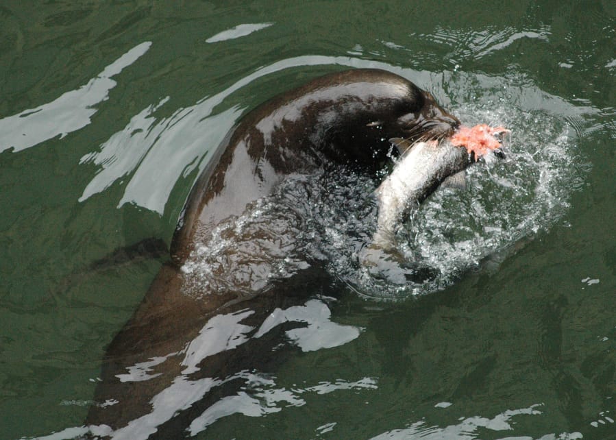 In addition to feasting in the Columbia River, sea lions have been hammering wild winter steelhead below the Willamette Falls. Managers say there is a 90 percent chance of the run going extinct.