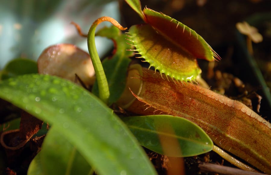 The insect-gobbling Venus flytrap is under assault by development and poachers on the Carolinas coastal plain.