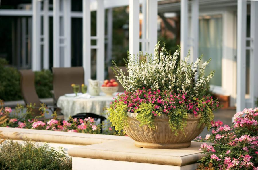 This classic “thriller-filler-spiller” combination features the upright angelonia Angelface White, the calibrachoa Superbells Pink and the perennial creeping jenny Goldilocks.