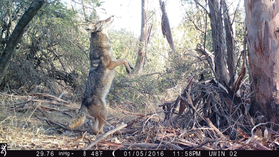 A coyote photographed by a motion-activated camera along the Los Angeles River.