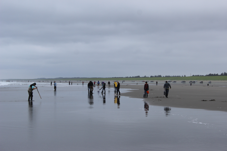 Clammers work the Clatsop County beaches for razor clams on May 18. With the season open in Oregon until July 15, clammers can get in on the extremely low tides of May and June.