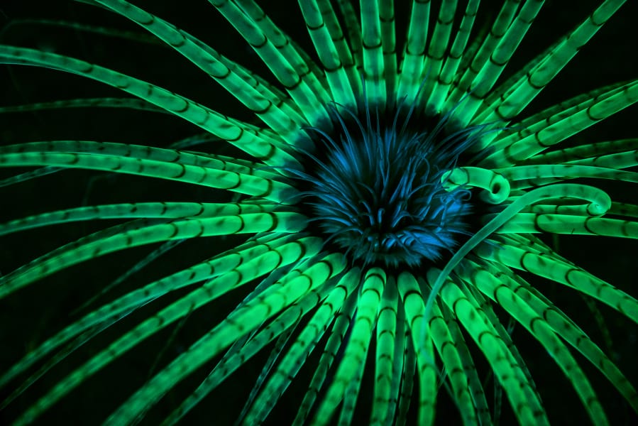 Jim Obester’s fluorescent photo of a tube-dwelling anemone took first place in the underwater category of National Geographic’s 2017 nature photography contest. The Vancouver resident took the photo at Sund Rock, near Hoodsport on Hood Canal.