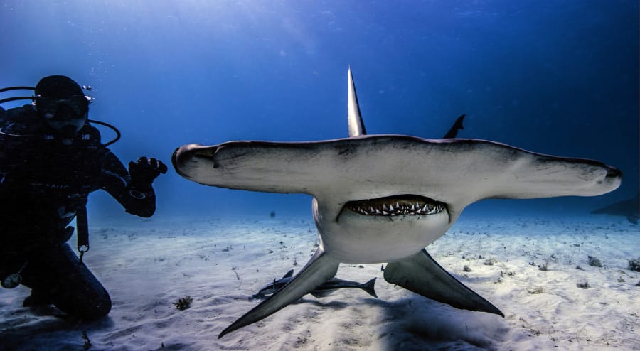 Another diver hangs with a great hammerhead shark in a photo taken by Jim Obester in 20 feet of water off Bimini, in the Bahamas.