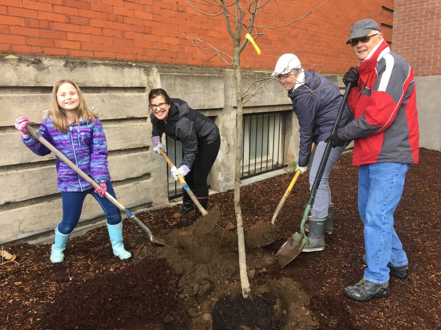 Volunteers from the Clark County Historical Museum and the City of Vancouver’s Urban Forestry Department planted trees around Carnegie Library on March 22.