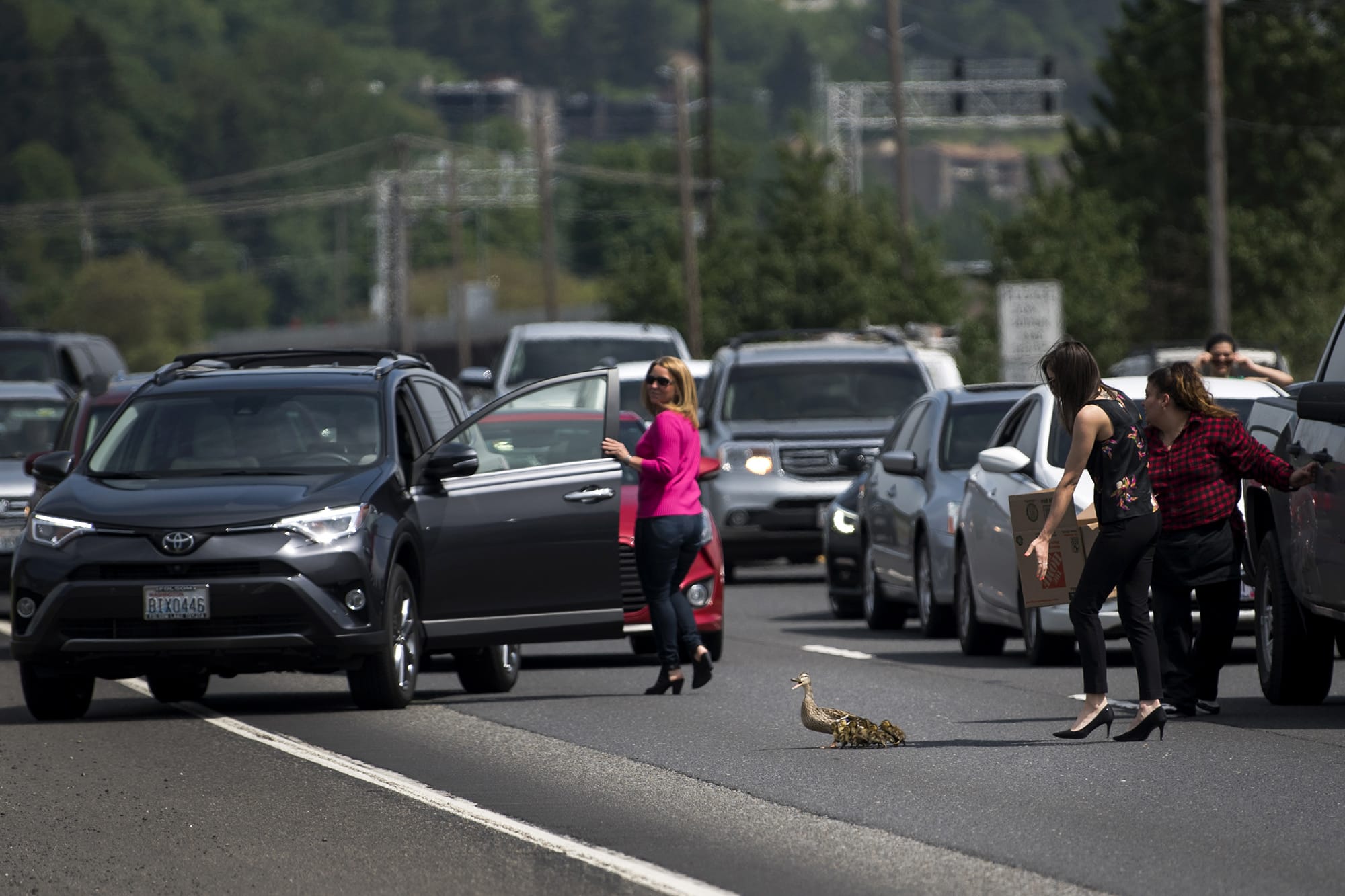 A mama mallard and her eight ducklings stopped traffic on Highway 14 near Columbia House Boulevard on Friday afternoon as they successfully negotiated crossing the busy freeway with the help of several Samaritans. Like the proverbial chicken, there was no straight answer to why the duck wanted to cross the road, but everyone was safe.