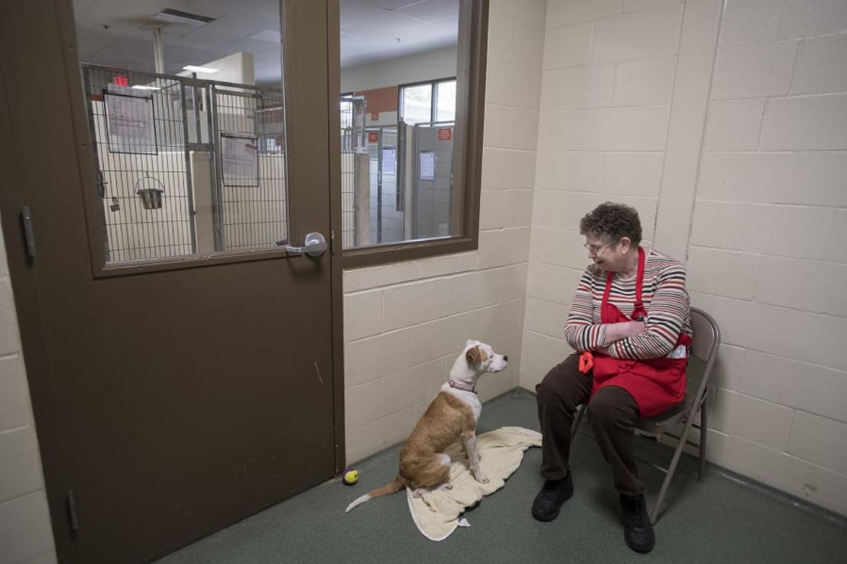 Arden, a 1-year-old pit bull mix, shares a quiet moment with volunteer Karen Eriksen at the Humane Society for Southwest Washington on Thursday. Arden is one of the 225 dogs and cats who were a part of the transfer from Texas. Thirty-one dogs and five cats made their way to the Humane Society shelter in Vancouver.