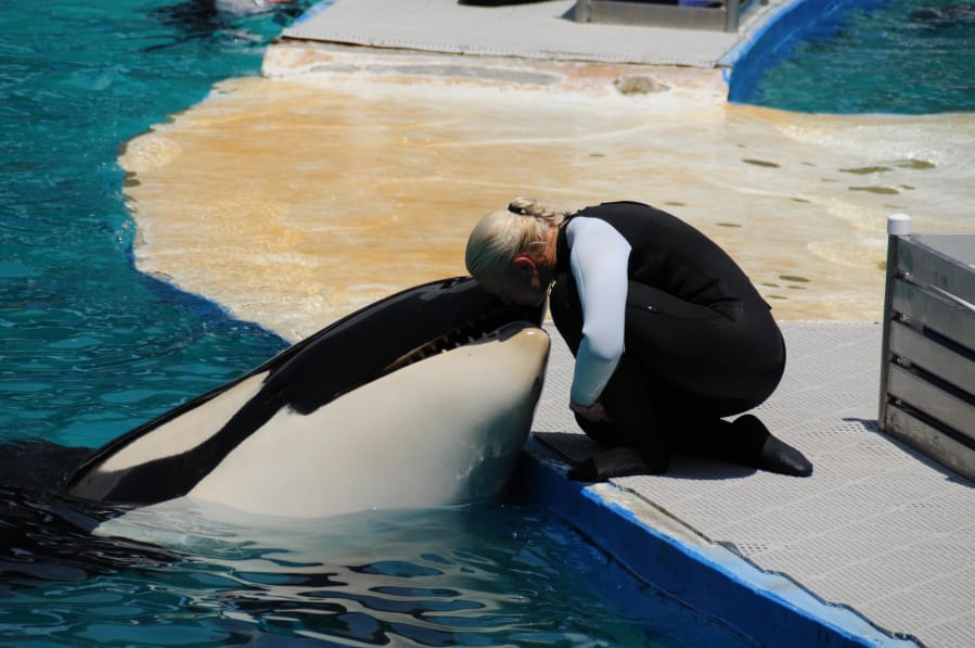 Tokitae, the performing orca known as Lolita at Miami’s Seaquarium, is shown with a trainer in 2011.