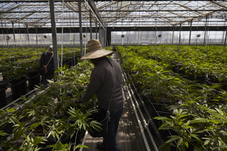 Workers work in a greenhouse growing cannabis plants April 12 at Glass House Farms in Carpinteria, Calif. Carpinteria, about 85 miles northwest of Los Angeles, is located on the bottom of Santa Barbara County, a tourist area famous for its beaches, wine and temperate climate. It’s also gaining notoriety as a haven for cannabis growers. (AP Photo/Jae C.