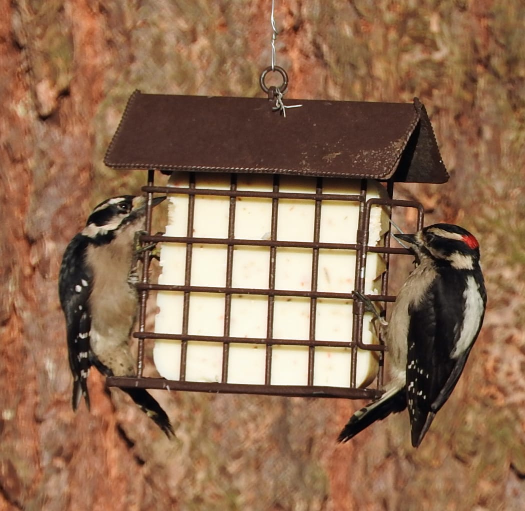 At the feeder last fall, a pair of the rare bookend woodpeckers.