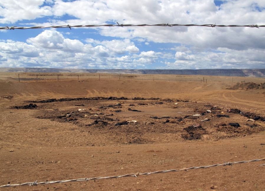 Dozens of horse carcasses lie Thursday in a dry watering hole now surrounded by a barbed wire fence near Cameron, Ariz. Officials on the Navajo Nation are working to cover the site with lime to help the animals decompose.