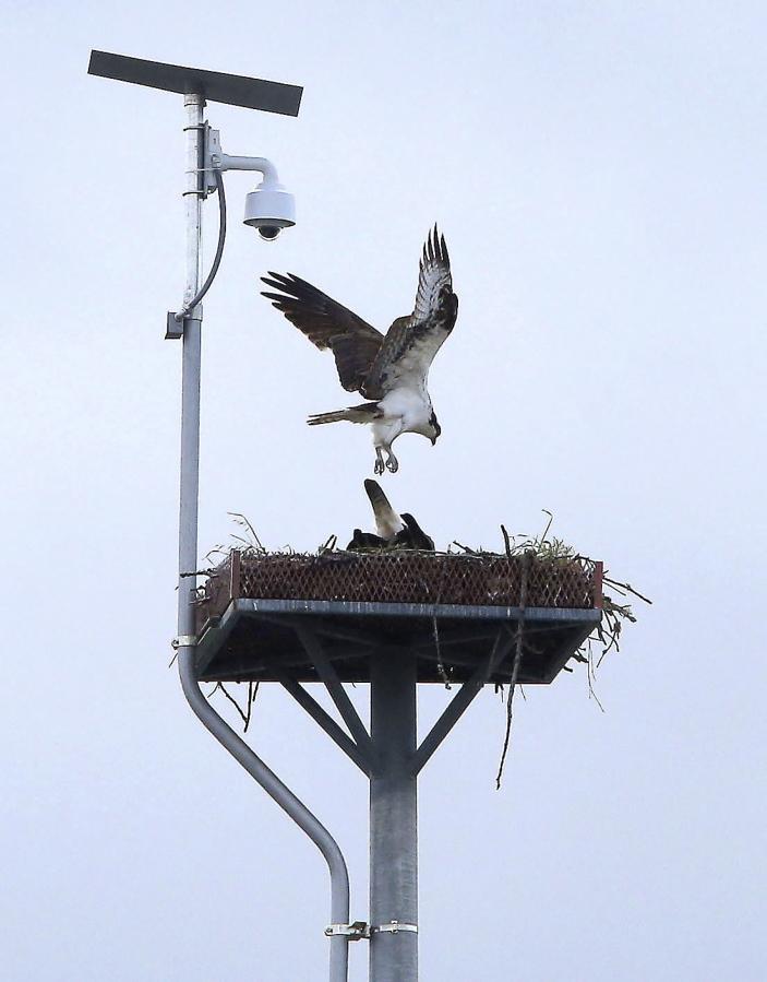 An osprey lands on a nesting platform above the University of Oregon School of Law in Eugene, Ore. on April 30. The school has installed a webcam that offers a live look at an osprey nest atop its building on the UO campus.