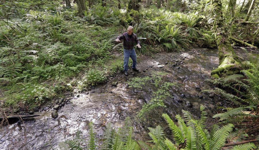 Wally Pereyra stands along Ebright Creek where it runs through his property and into Lake Sammamish as he talks about the kokanee salmon that spawn there May 8 in Sammamish. King County officials are taking emergency and other measures to help the native salmon that have declined in recent years. Scientists are investigating reasons for the decline, including high temperatures and low oxygen levels in the lake as well as parasites and diseases.