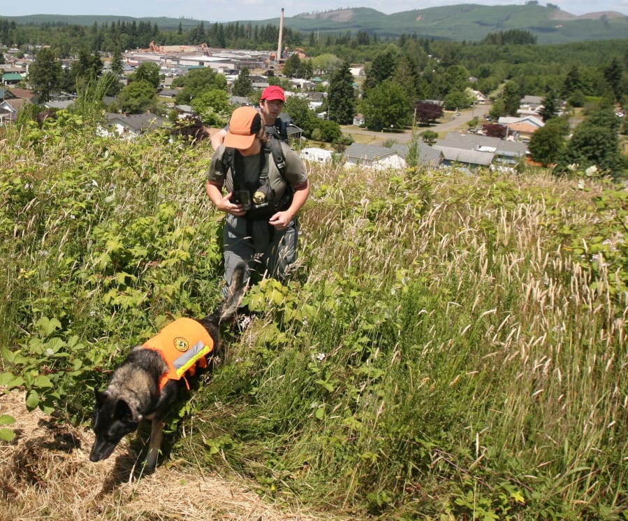 FILE - In this June 29, 2009, file photo, with their dogs Roxy and Mini leading the way, a team from the German Shepherd Search Dogs of Pierce County emerge from thick brush overlooking the town of McCleary, Wash., as part of a multi-agency search for missing 10-year-old Lindsey Baum. Officials say Baum’s remains have been found in eastern Washington. Grays Harbor County Sheriff Rick Scott said Thursday, May 10, 2018, at a news conference that her remains were found by hunters in September 2017 in a remote area.