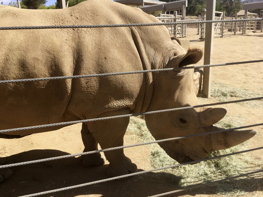 This photo shows Victoria, a pregnant southern white rhino, Thursday, May 17, 2018, at the San Diego Zoo Safari Park in Escondido, Calif. The rhino, which has become pregnant through artificial insemination at the park, is giving hope for efforts to save a subspecies of one of the world’s most recognizable animals, researchers announced Thursday.