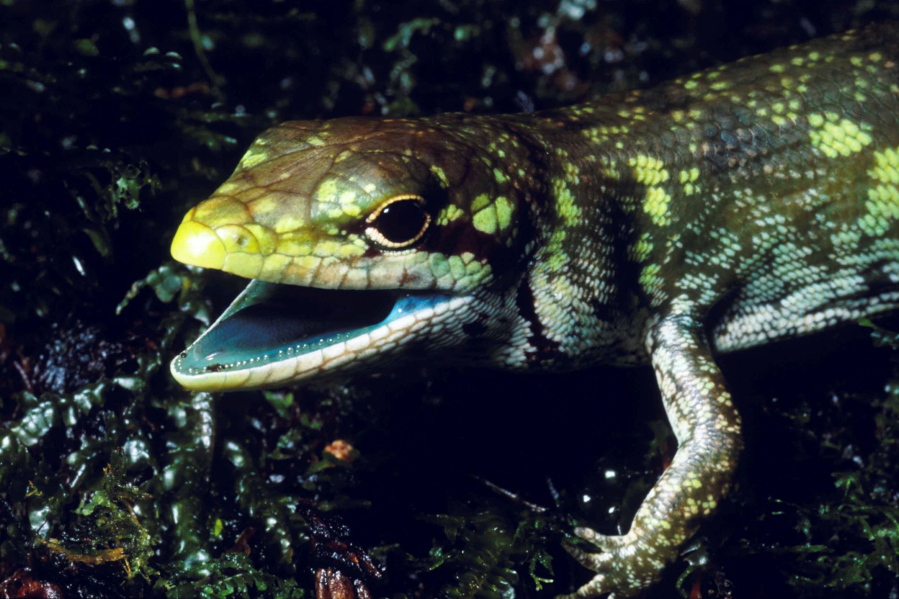 A prehensile tailed skink (Prasinohaema prehensicauda) from the highlands of New Papua New Guinea. The high concentrations of the green bile pigment biliverdin in the blood overwhelms the crimson color of red blood cells resulting in a lime-green coloration of the muscles, bones, and mucosal tissues.