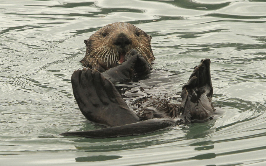 A northern sea otter floats in the boat harbor at Seward, Alaska. Sea otters, once wiped out by hunting along Alaska’s Panhandle, have made a strong comeback. The animals eat the equivalent of a quarter of their own weight each day.