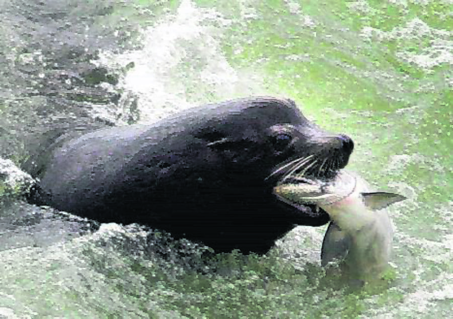 A sea lion catches a salmon on the Columbia River just below the spillway at Bonneville Dam.