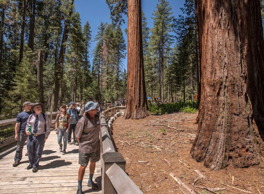Yosemite National Park and Yosemite Conservancy reopened the Mariposa Grove of giant sequoias in Northern California after a nearly three-year renovation.