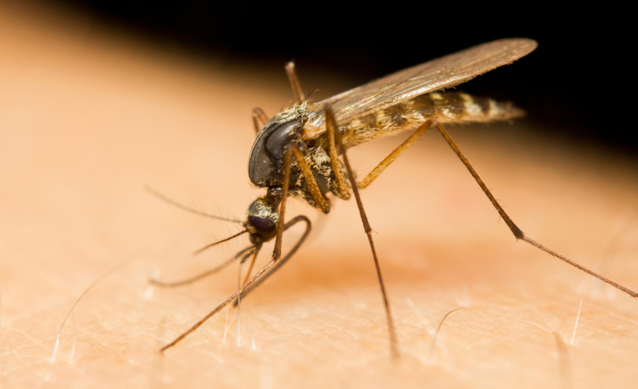 There are a few things you can do to ease the itch of a mosquito bite.