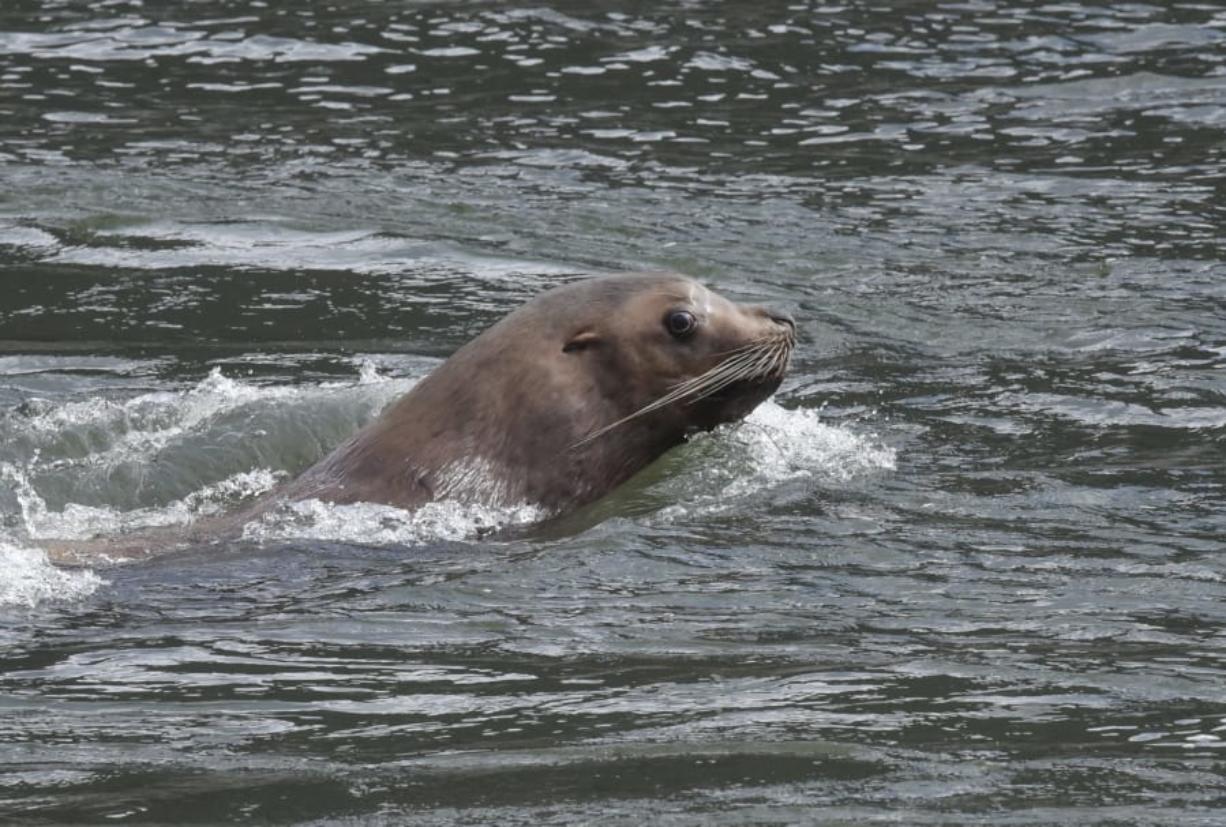 A sea lion swims near Bonneville Dam past U.S. Rep. Jaime Herrera Beutler during an April 4 tour of the dam, which also included representatives from the U.S. Army Corps of Engineers, Oregon and Washington Fish & Wildlife departments, and tribal members. Sea lions near the dam are harming native fish populations.
