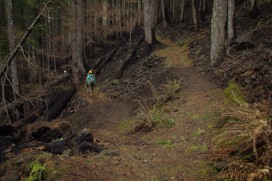 Crews hike in to work on restoring a section of the Pacifc Crest Trail on the Oregon side of the Columbia River Gorge. The PCT was reopened just recently, although many trails in the areas most heavily burned by last summer’s Eagle Creek Fire are still closed.