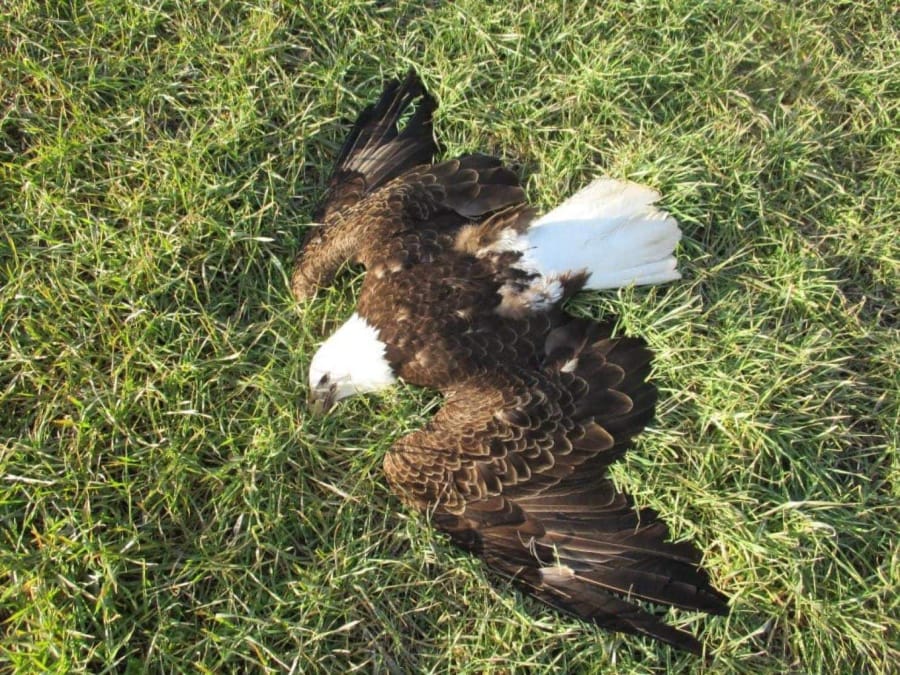 This bald eagle was one of 13 found dead on a farm near Federalsburg, Md., in 2016.