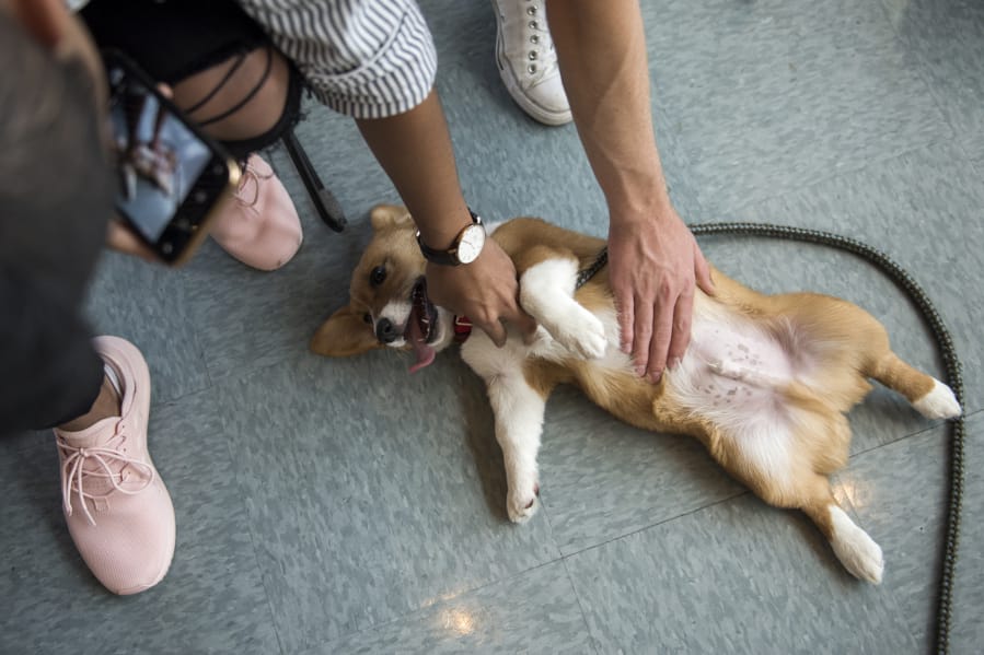 JJ Dobles, 18, left, and Koy Chaston, 17, both of Washougal, pet 4-month-old corgi puppy Gimli’s belly during Corgis Day at Clark College in Vancouver on Wednesday. The Activities Programming Board put on the event to help students relieve stress as spring finals approach.