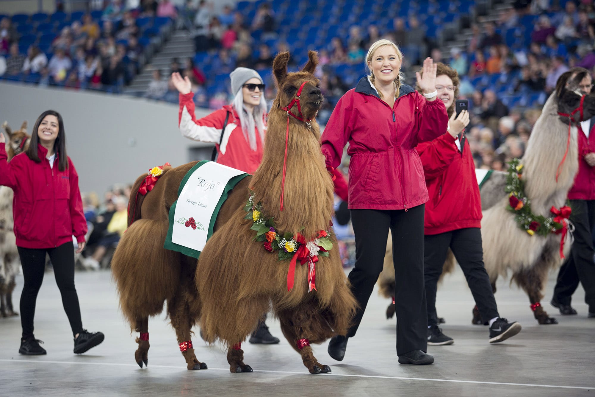 Shannon Joy of Clark County leads therapy llama Rojo in Saturday’s procession at the Rose Festival Grand Floral Parade in Portland.