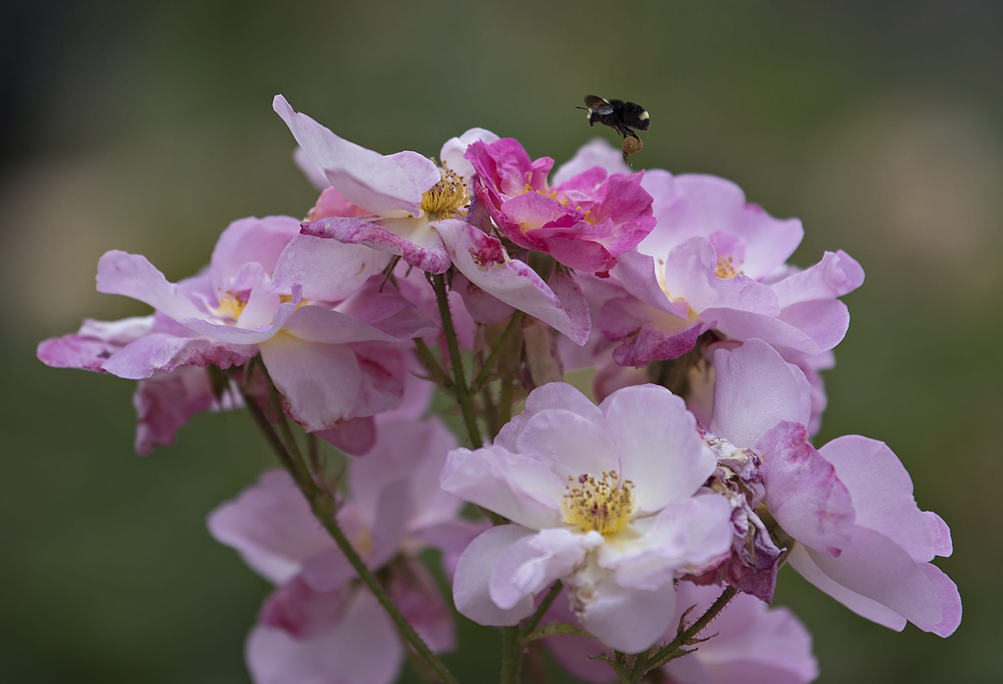 A bee takes flight from the pedal of a flower while exploring the Esther Short rose garden in downtown Vancouver on Thursday afternoon, June 7, 2018. The rose garden, which is planted and maintained by the Fort Vancouver Rose Society, is now in bloom and is a feast for the senses.