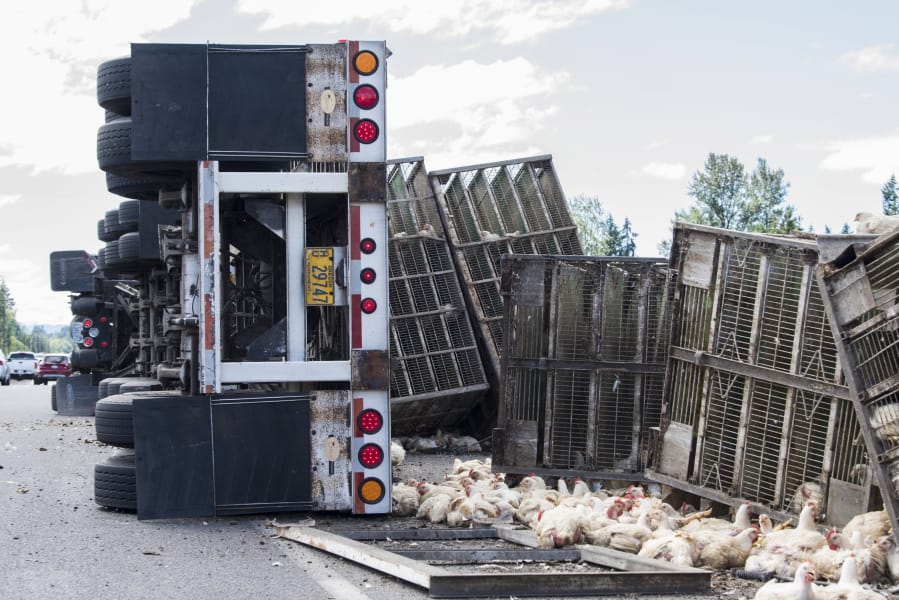 Chickens destined for a Kelso processing plant are next to under a tractor-trailer that rolled while attempting an improper U-turn at Northeast 29th Avenue and 219th Street on Monday afternoon.