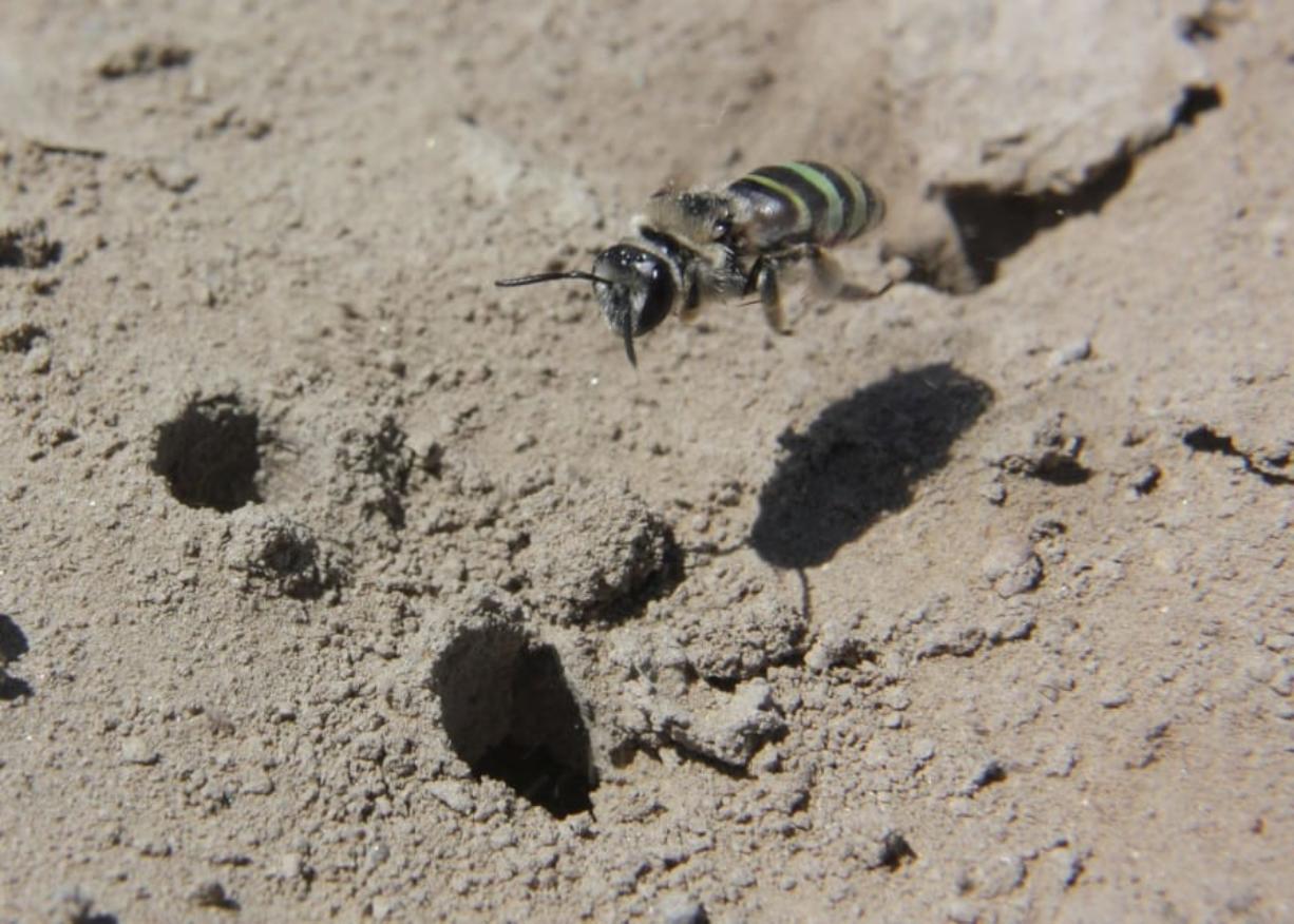 An alkali bee flies over a hillside the bees inhabit in the Walla Walla Valley.