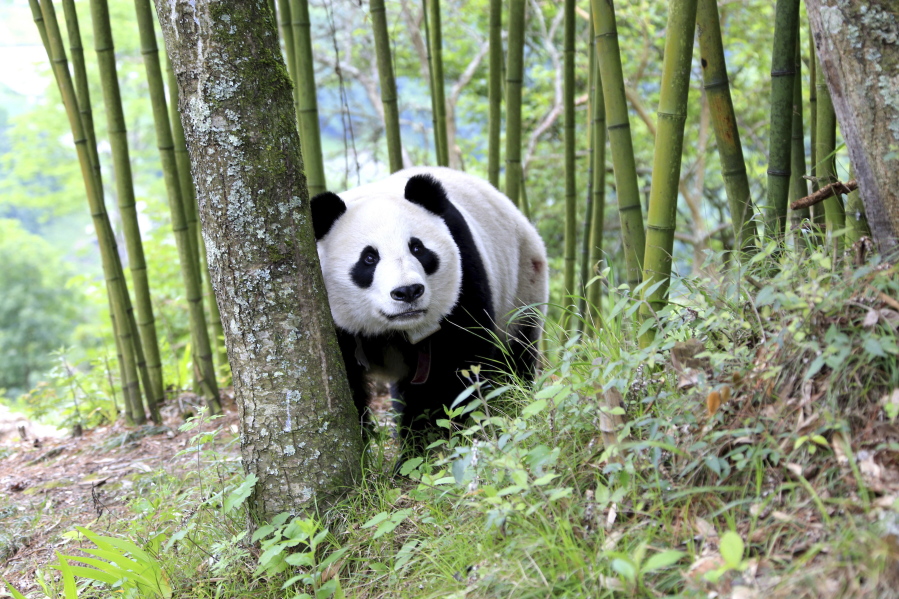 A giant panda wanders near a village in southwestern China’s Sichuan province on May 31, delighting residents of the town.