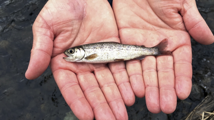 A juvenile coho salmon is held by a fish biologist at the Lostine River in northeastern Oregon in 2017.