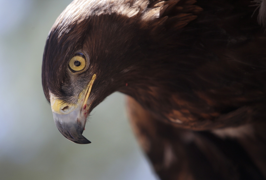 Walter, a golden eagle, sits on the glove of Curator for Wildlife Jon Nelson at the High Desert Museum in Bend.