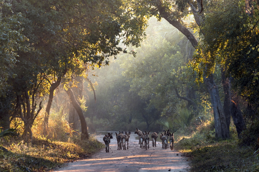 In this undated photo supplied by Gorogosa Media, a pack of wild dogs make their way down a road in Mozambique. African wild dogs are making a comeback in the park in a project seeking to restore balance to a diverse ecosystem at the southern end of Africa’s Great Rift Valley.